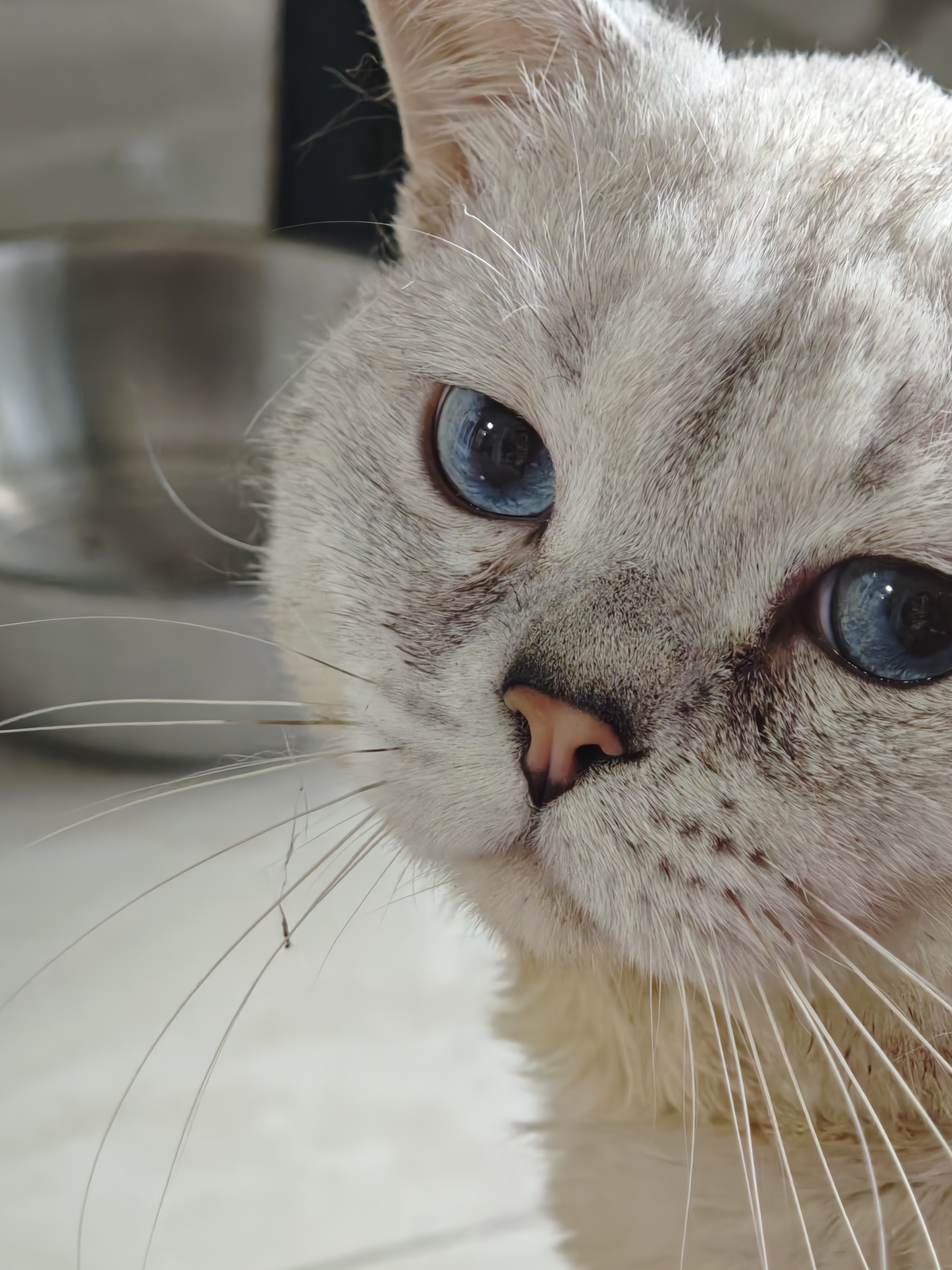 蓝眼睛银渐层公猫可配种